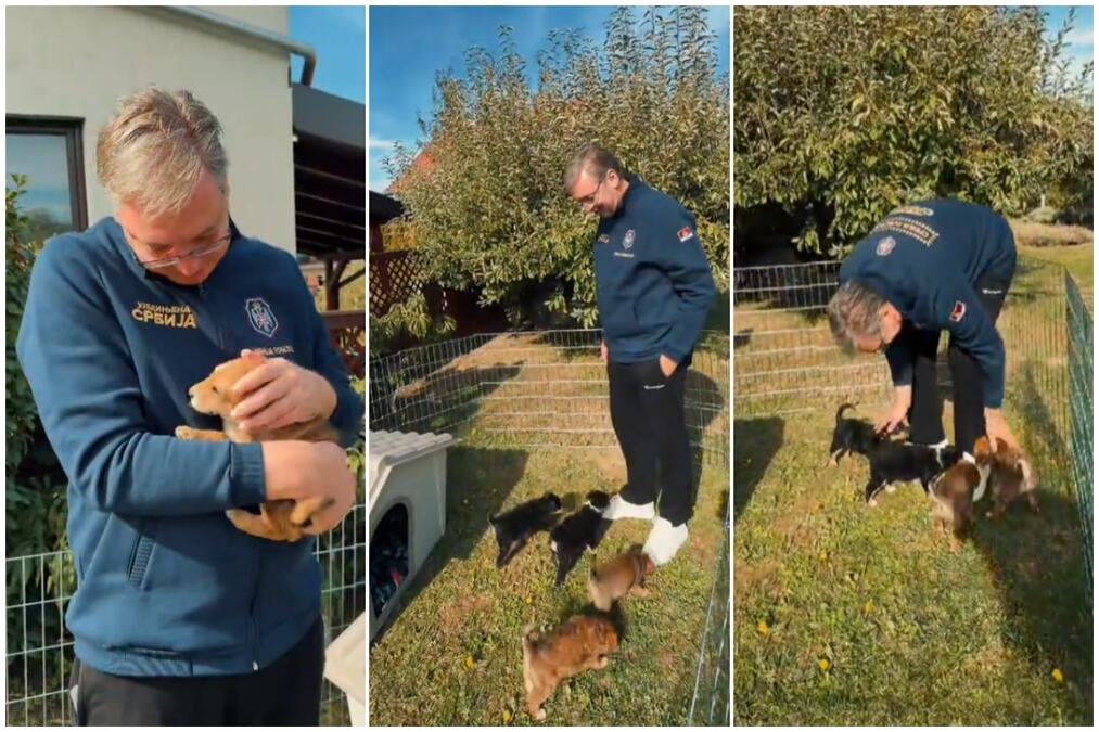 Reakcije na društvenim mrežama posle Vučićeve odluke da udomi napuštena štenad