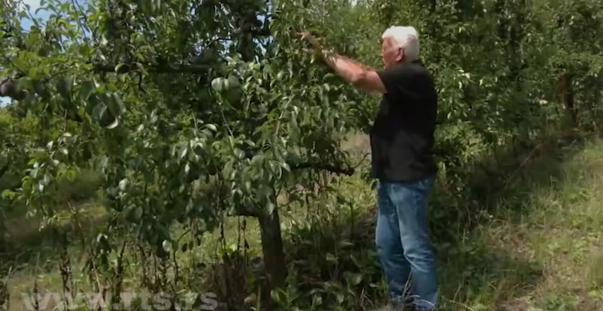 U vocnjaku kod Leskovca isečeno 228 stabala kruške, šteta preslična milionima dinara